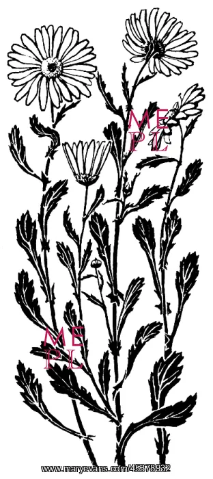 : Ox-Eye Daisy : Ox-Eye Daisy