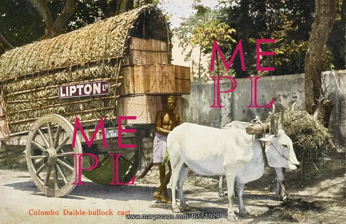 : Ox-pulled wagon - Lipton Tea Company : Ox-pulled wagon - Lipton Tea Company