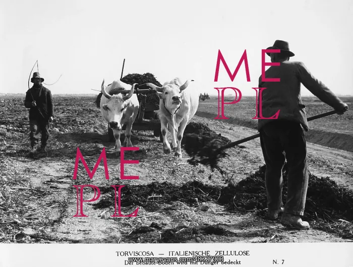 : With the ox team on a field in Italy, around 1938 : With the ox team on a field in Italy, around 1938