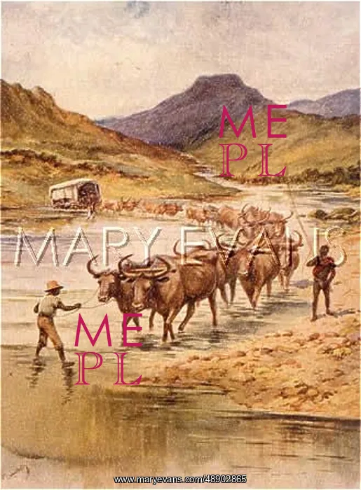 : OX WAGON SOUTH AFRICA : OX WAGON SOUTH AFRICA