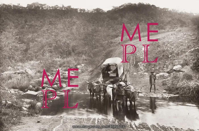 : Ox wagon train crossing a drift, Umzinto, Natal : Ox wagon train crossing a drift, Umzinto, Natal