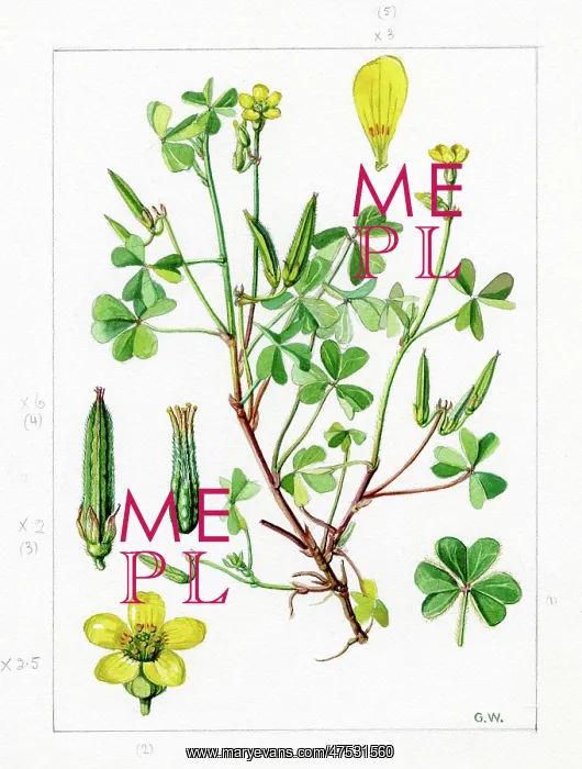 : Oxalis corniculata - creeping woodsorrel : Oxalis corniculata - creeping woodsorrel