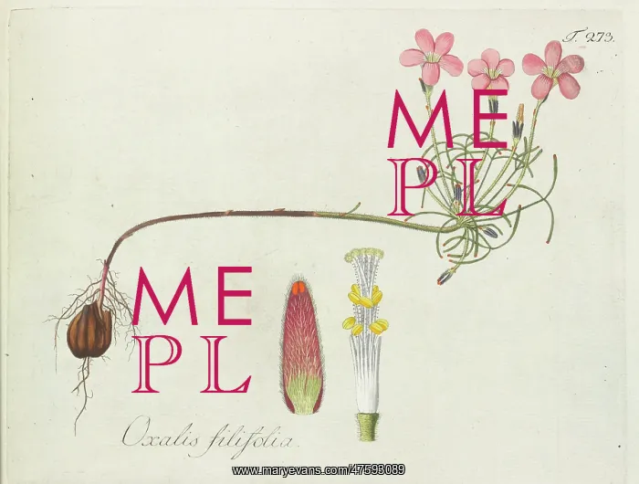 : Oxalis filifolia : Oxalis filifolia