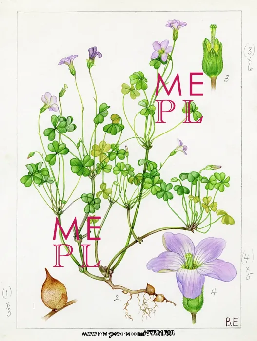 : Oxalis incarnata - pale pink sorrel : Oxalis incarnata - pale pink sorrel