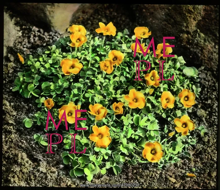 : Oxalis Lobata or Perdicaria (Sorrel) : Oxalis Lobata or Perdicaria (Sorrel)