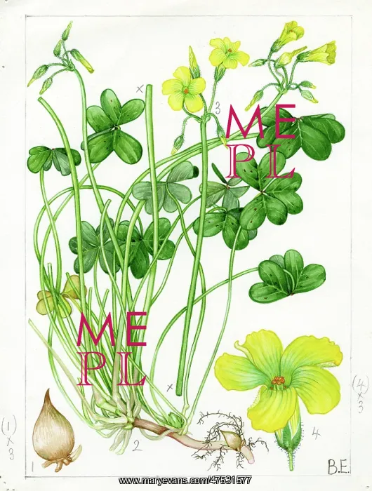 : Oxalis pes-caprae - Bermuda buttercup : Oxalis pes-caprae - Bermuda buttercup
