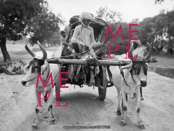 : Oxcart in India, 1935 : Oxcart in India, 1935