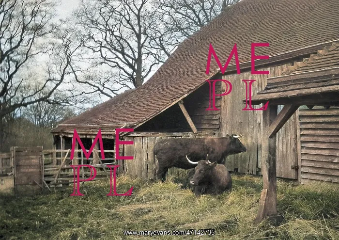 : Two oxen outside a barn