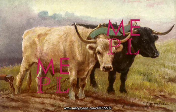  : Oxen with Plow