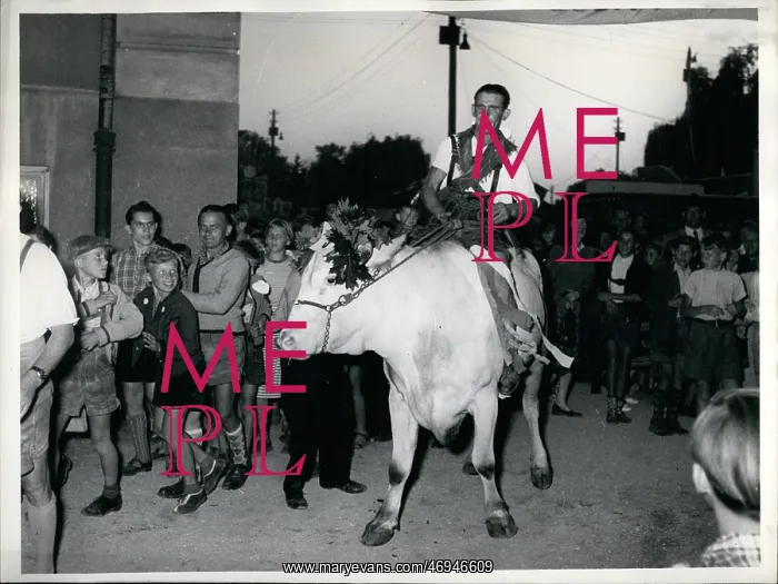 : Oxen race in Dachau, Germany : Oxen race in Dachau, Germany