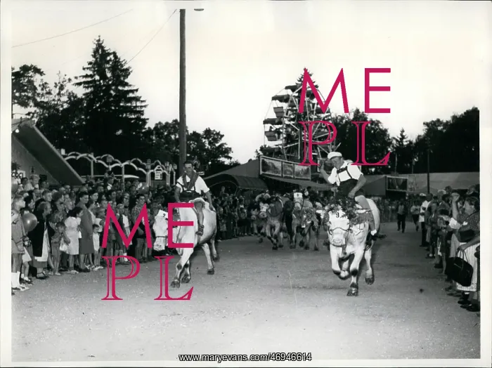 : Oxen race in Dachau, Germany : Oxen race in Dachau, Germany