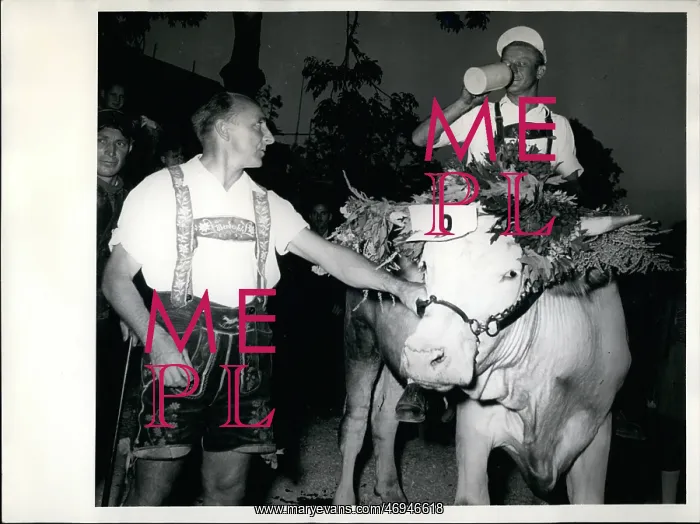 : Oxen race in Dachau, Germany : Oxen race in Dachau, Germany