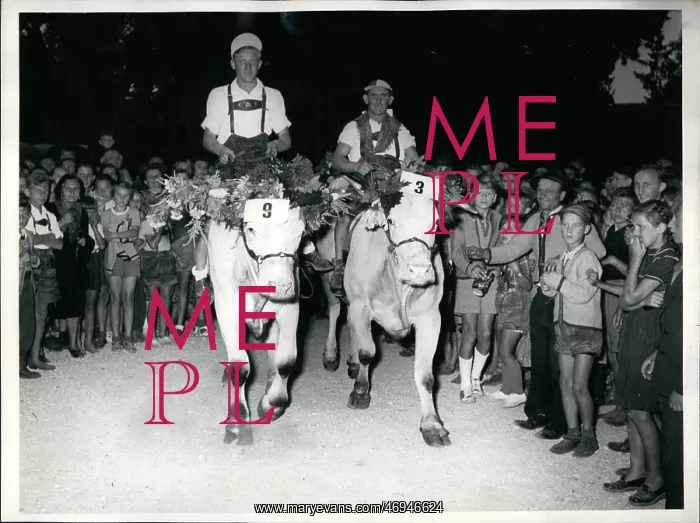 : Oxen race in Dachau, Germany : Oxen race in Dachau, Germany