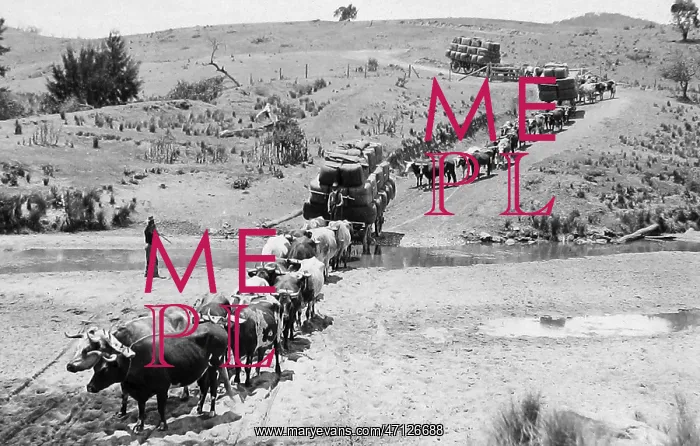 : Oxen taking compressed wool to railway station : Oxen taking compressed wool to railway station