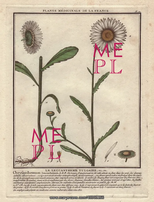 : Oxeye daisy, Chrysanthemum leucanthemum : Oxeye daisy, Chrysanthemum leucanthemum