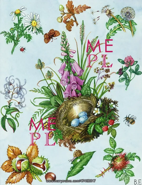  : oxeye daisy, old man's beard, chestnuts etc