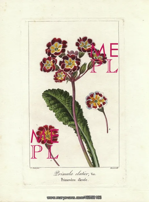 : Oxlip, Primula elatior : Oxlip, Primula elatior