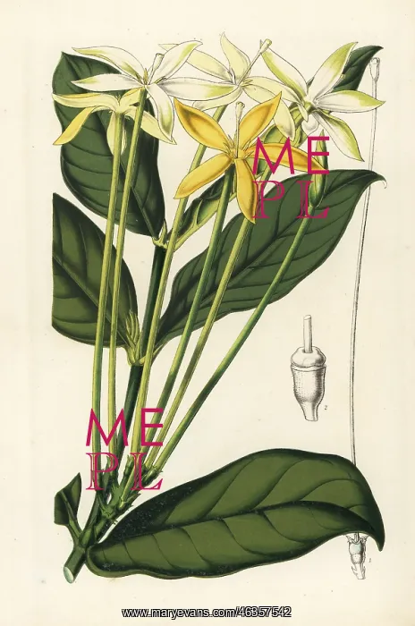 : Oxyanthus tubiflorus : Oxyanthus tubiflorus