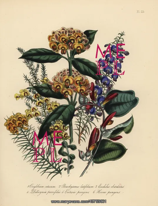 : Oxylobium, brachysema and euchilus species : Oxylobium, brachysema and euchilus species