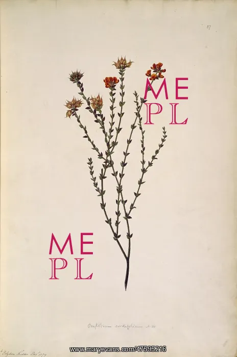 : Oxylobium cordifolium : Oxylobium cordifolium