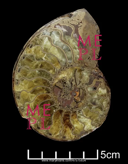 : Oxynoticeras oxynotum, ammonite : Oxynoticeras oxynotum, ammonite
