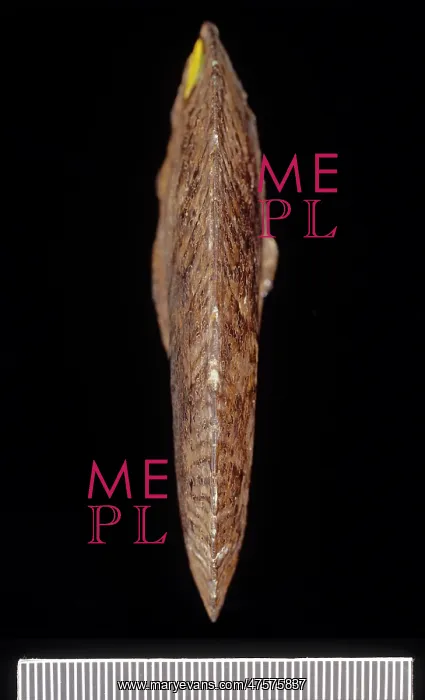 : Oxynoticeras oxynotum, ammonite : Oxynoticeras oxynotum, ammonite