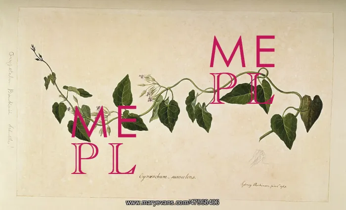 : Oxypetalum banksii : Oxypetalum banksii