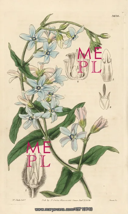 : Oxypetalum coeruleum : Oxypetalum coeruleum