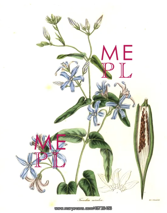 : Oxypetalum coeruleum : Oxypetalum coeruleum