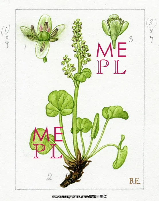 : Oxyria digyna - mountain sorrel : Oxyria digyna - mountain sorrel