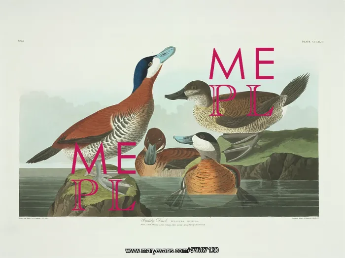 : Oxyura jamaicensis, ruddy duck : Oxyura jamaicensis, ruddy duck