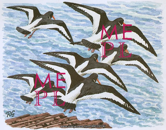 : Oyster Catchers : Oyster Catchers