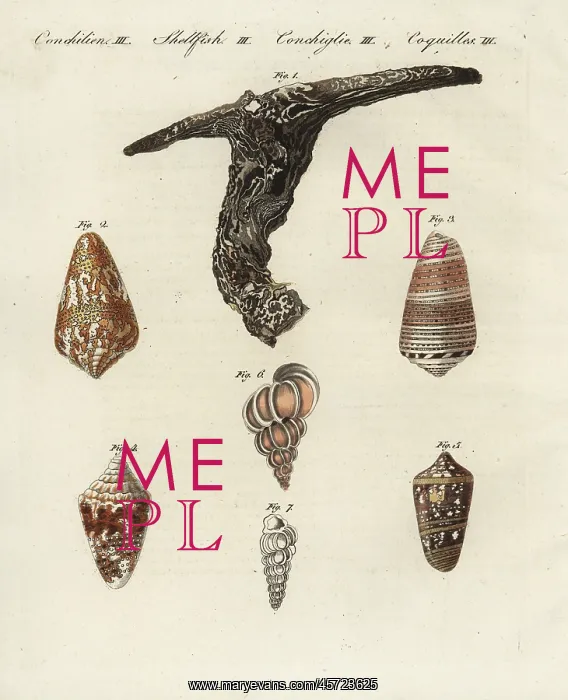 : Oyster, cone and wentletrap shells : Oyster, cone and wentletrap shells