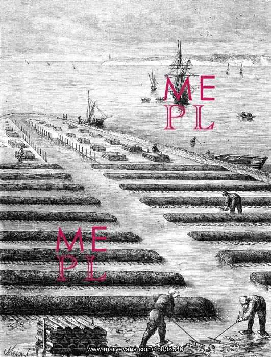 : Oyster farming industry : Oyster farming industry