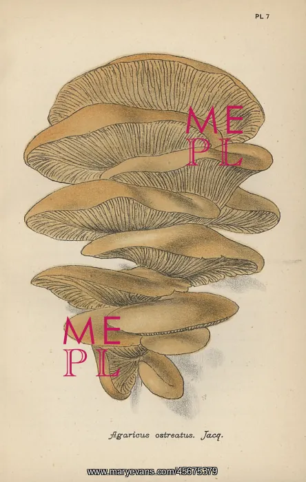 : Oyster mushroom, Agaricus ostreatus : Oyster mushroom, Agaricus ostreatus