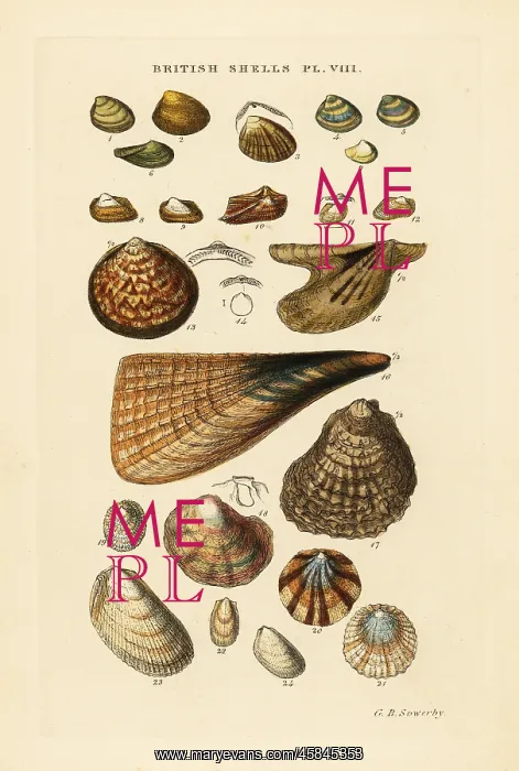 : Oyster, Ostrea vulgaris, pen shell, Pinna pectinata, etc : Oyster, Ostrea vulgaris, pen shell, Pinna pectinata, etc