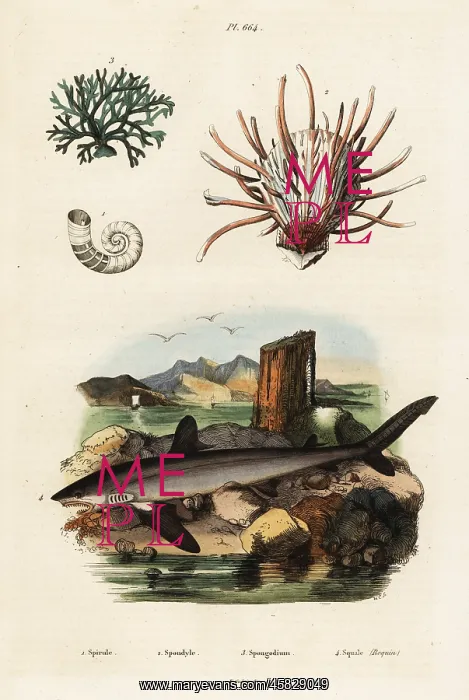: Oyster, seaweed and great white shark : Oyster, seaweed and great white shark