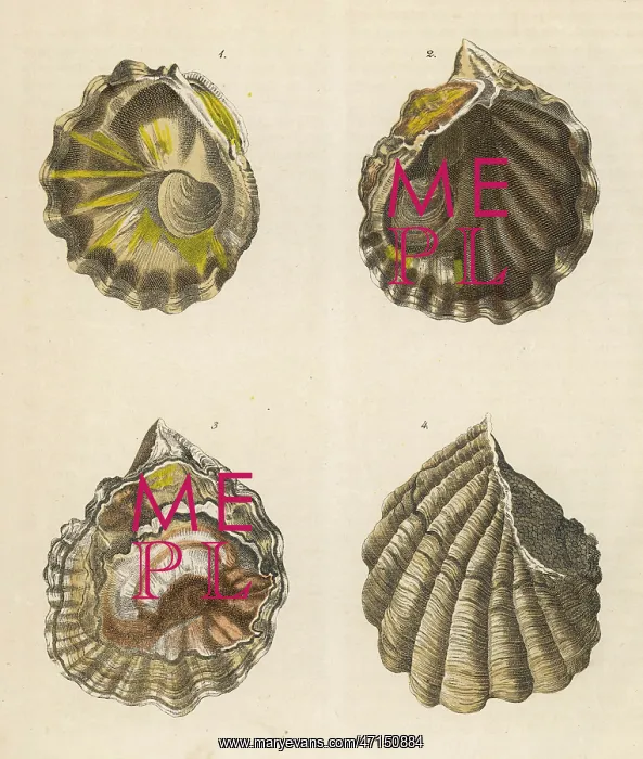  : Four oyster shells