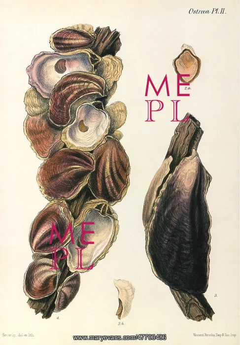  : Oyster Shells