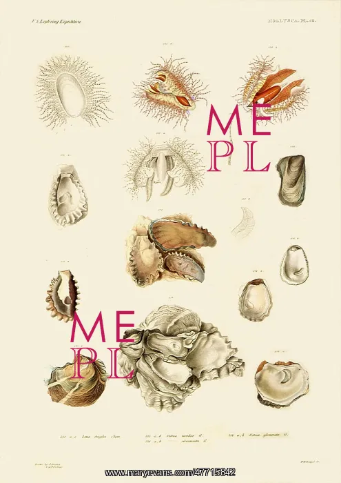  : Oyster Shells and Oysters