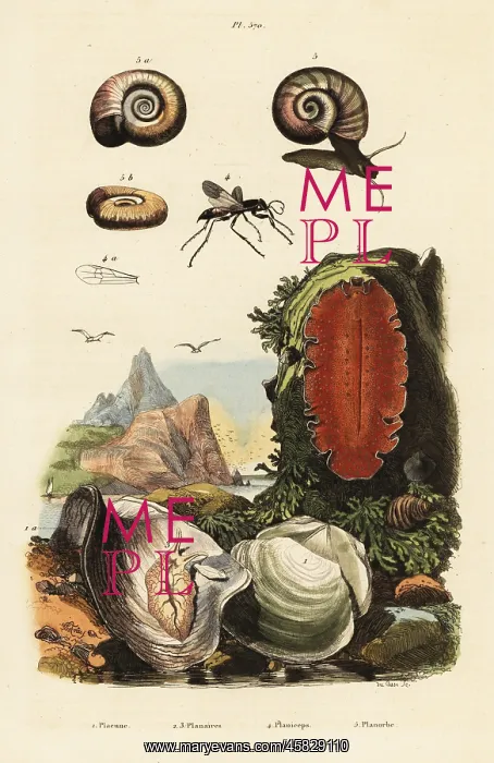 : Oyster, spider wasp and snail : Oyster, spider wasp and snail
