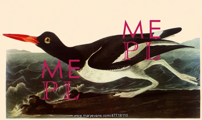  : Oystercatcher