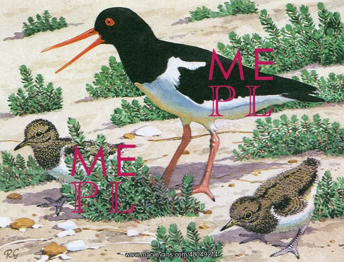 : Oystercatcher : Oystercatcher