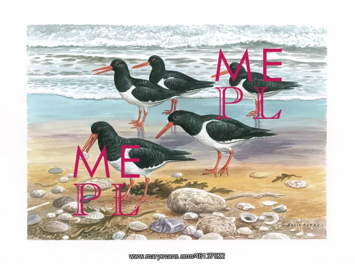  : Oystercatchers