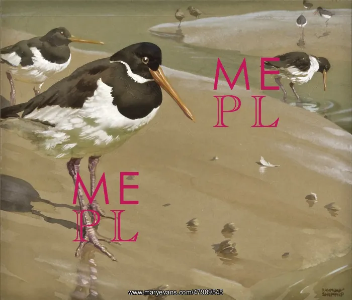 : Oystercatchers : Oystercatchers