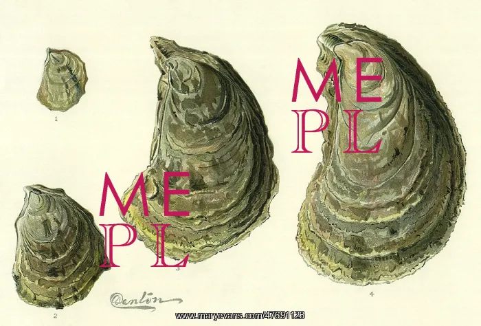  : Oysters Ages 1-4