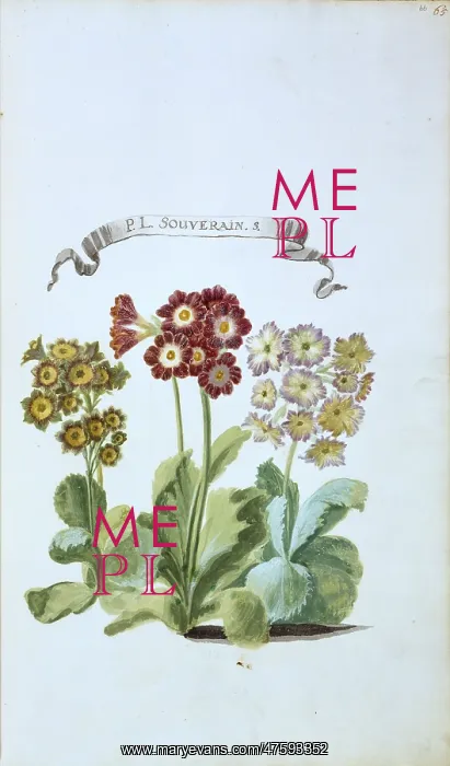 : P. L. Souverain. S. primula : P. L. Souverain. S. primula