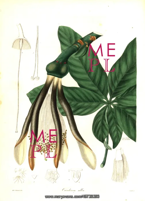 : Pachira alba : Pachira alba