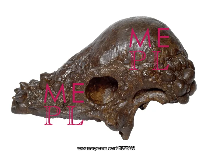 : Pachycephalosaurus skull : Pachycephalosaurus skull