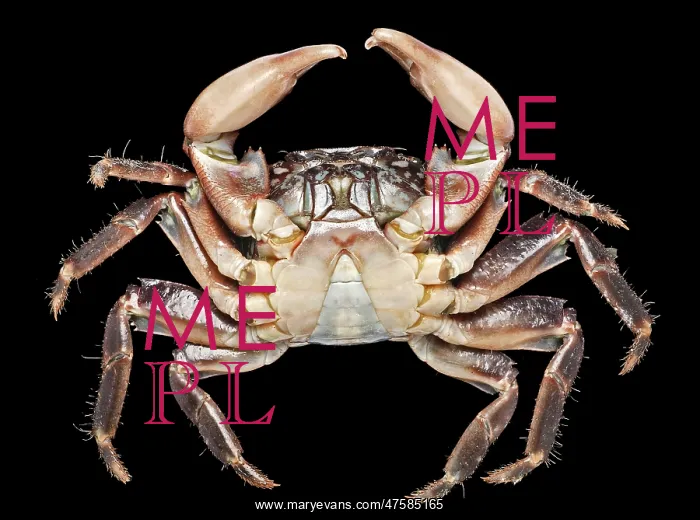 : Pachygrapsus marmoratus, marbled rock crab : Pachygrapsus marmoratus, marbled rock crab